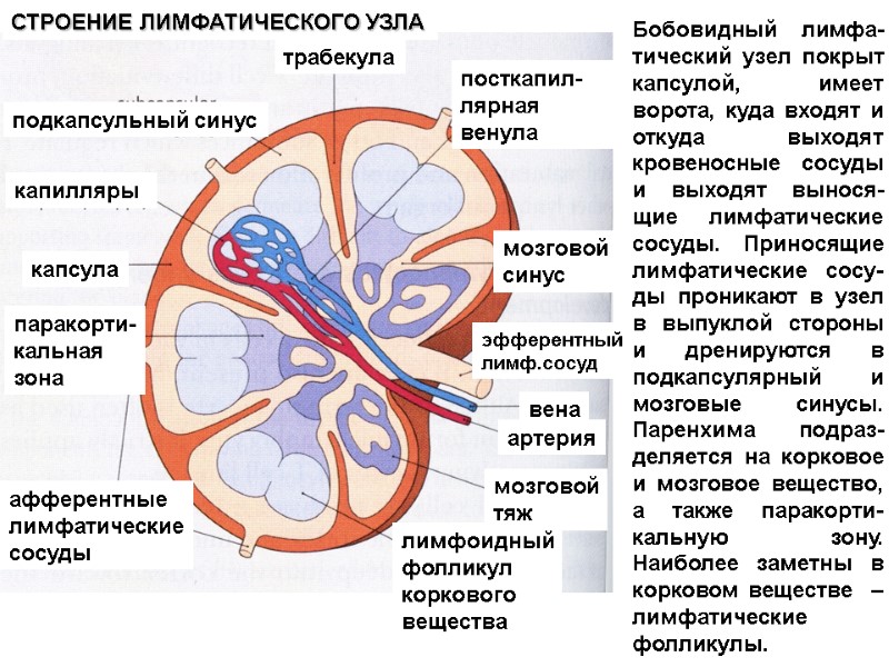Бобовидный лимфа-тический узел покрыт капсулой,  имеет ворота, куда входят и откуда выходят кровеносные